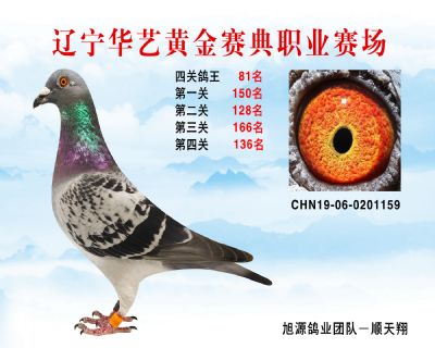 華藝黃金賽典四關鴿王81名