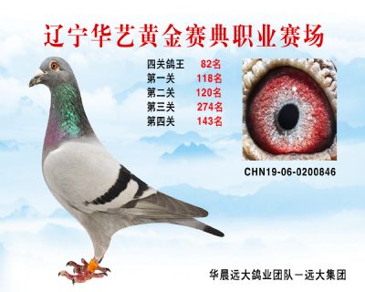 華藝黃金賽典四關鴿王82名