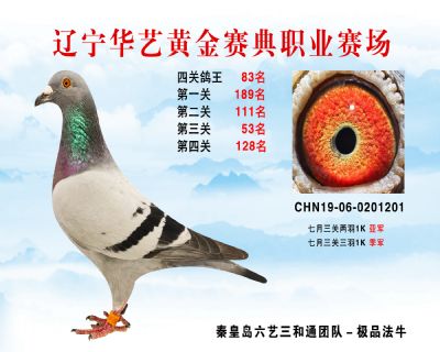 華藝黃金賽典四關鴿王83名