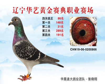 華藝黃金賽典四關鴿王86名