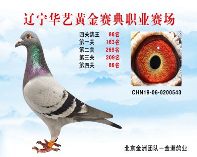 華藝黃金賽典四關鴿王88名