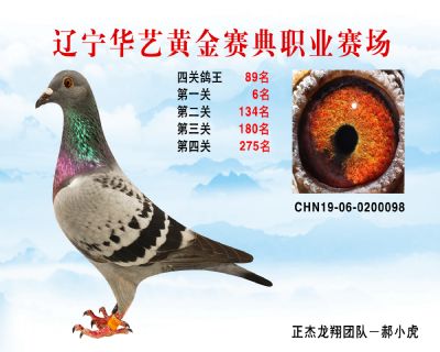 華藝黃金賽典四關鴿王89名