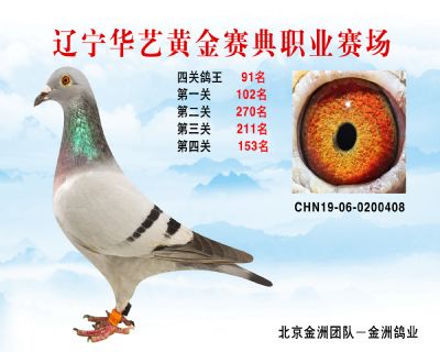 華藝黃金賽典四關鴿王91名