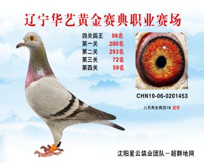 華藝黃金賽典四關鴿王96名