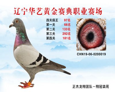 華藝黃金賽典四關鴿王97名