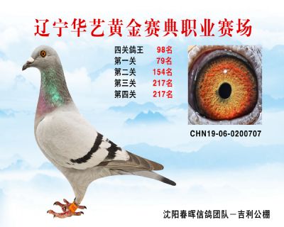 華藝黃金賽典四關鴿王98名
