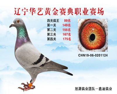華藝黃金賽典四關鴿王99名