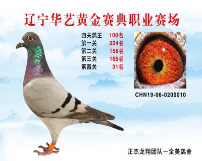 華藝黃金賽典四關鴿王100名