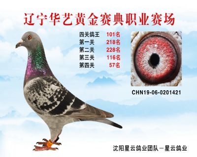華藝黃金賽典四關鴿王101名