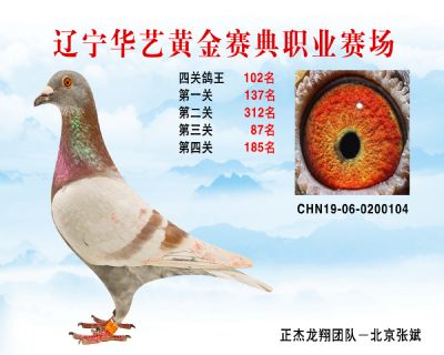 華藝黃金賽典四關鴿王102名