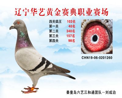 華藝黃金賽典四關鴿王103名