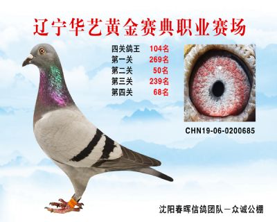 華藝黃金賽典四關鴿王104名