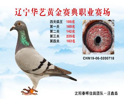 華藝黃金賽典四關鴿王105名