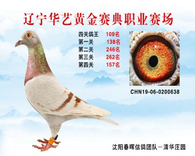 華藝黃金賽典四關鴿王109名