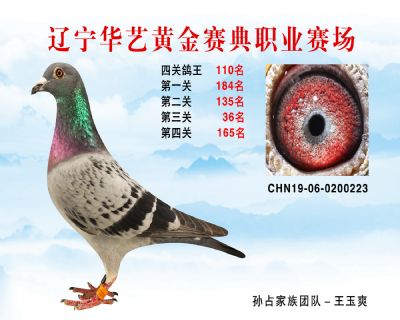 華藝黃金賽典四關鴿王110名
