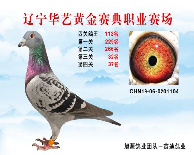 華藝黃金賽典四關鴿王113名