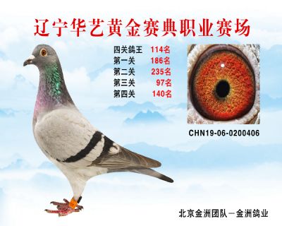 華藝黃金賽典四關鴿王114名