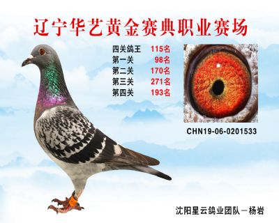 華藝黃金賽典四關鴿王115名