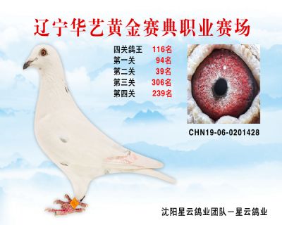 華藝黃金賽典四關鴿王116名