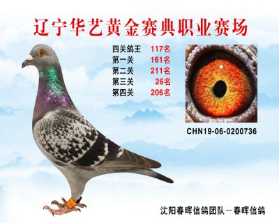 華藝黃金賽典四關鴿王117名