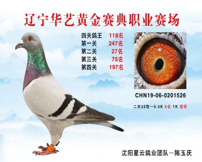 華藝黃金賽典四關鴿王118名