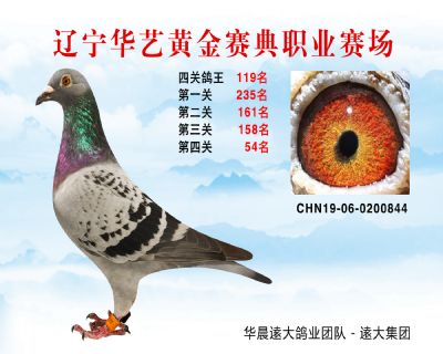 華藝黃金賽典四關鴿王119名