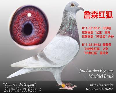 实战纯种詹森红狐