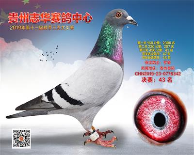 贵州志华决赛43名
