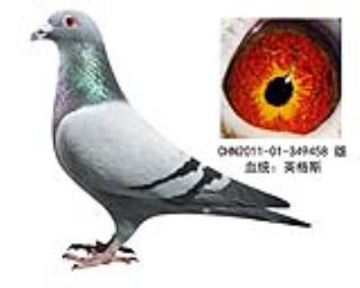 愛亞卡普專線