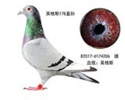 英格斯178直孫