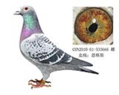 功勛種鴿 特比之王