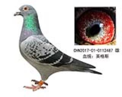 英格斯大將軍近親回血種鴿