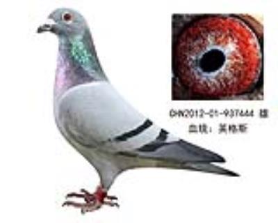 英格斯12年功勛種鴿