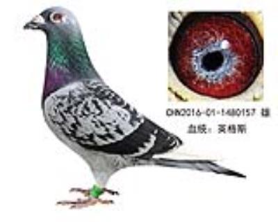 英格斯特留年輕種鴿 后代已發揮