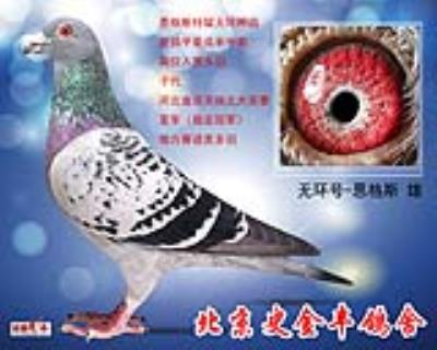恩格斯雙關鴿王亞軍之父
