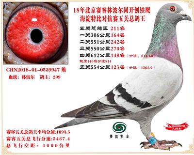 賽客鐵鷹海淀2萬羽四關對抗賽分速排名總鴿王211名