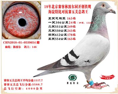 賽客鐵鷹海淀2萬羽四關對抗賽分速排名總鴿王163名