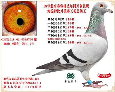 賽客鐵鷹海淀2萬羽四關對抗賽分速排名總鴿王150名