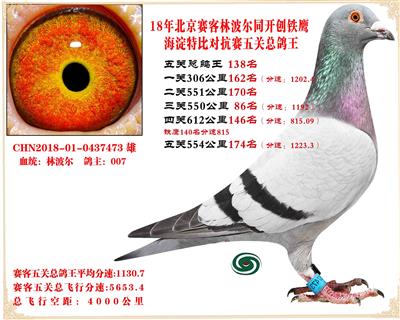 賽客鐵鷹海淀2萬羽四關對抗賽分速排名總鴿王138名