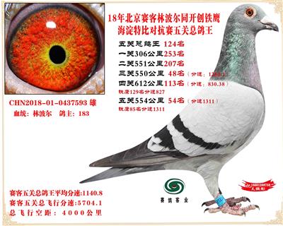 賽客鐵鷹海淀2萬羽四關對抗賽分速排名總鴿王124名
