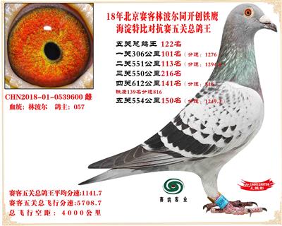 賽客鐵鷹海淀2萬羽四關對抗賽分速排名總鴿王122名