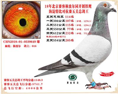 賽客鐵鷹海淀2萬羽四關對抗賽分速排名總鴿王114名