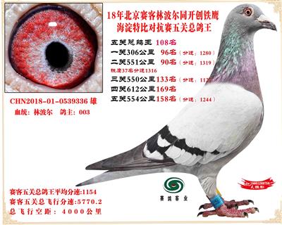 賽客鐵鷹海淀2萬羽四關對抗賽分速排名總鴿王108名
