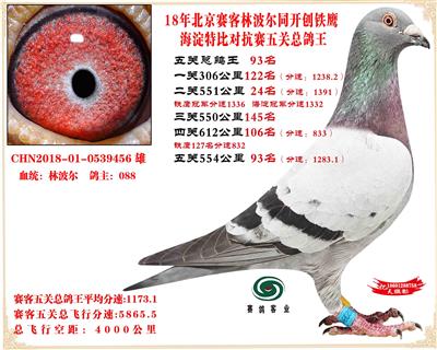 賽客鐵鷹海淀2萬羽四關對抗賽分速排名總鴿王93名