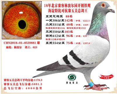 賽客鐵鷹海淀2萬羽四關對抗賽分速排名總鴿王88名