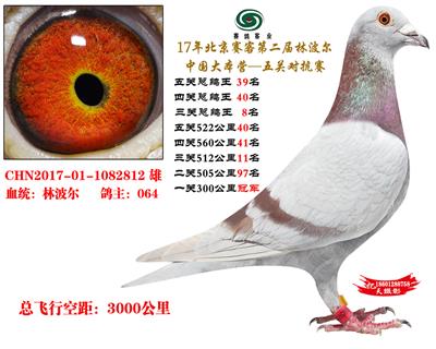 17賽客鐵鷹1.05萬羽四關對抗賽總鴿王39名