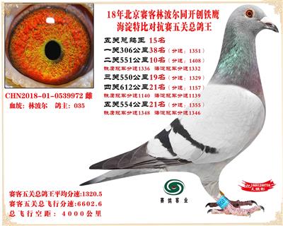 賽客鐵鷹海淀2萬羽四關對抗賽分速排名總鴿王15名