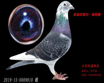米歇爾.楊阿騰