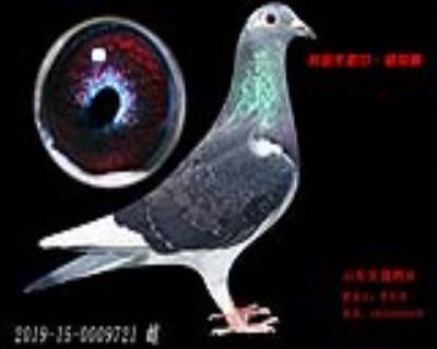 米歇爾.楊阿騰