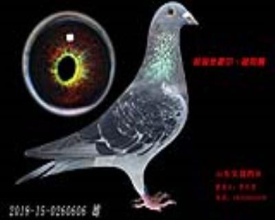 米歇爾.楊阿騰